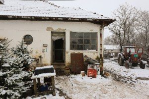 Reportaža iz Mikićeva o stradanju većeg  broja ovaca u seoskom domaćinstvu