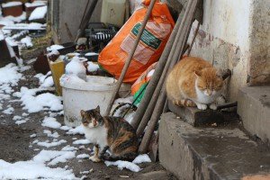 Reportaža iz Mikićeva o stradanju većeg  broja ovaca u seoskom domaćinstvu