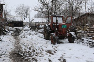 Reportaža iz Mikićeva o stradanju većeg  broja ovaca u seoskom domaćinstvu