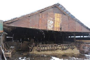 Reportaža iz Mikićeva o stradanju većeg  broja ovaca u seoskom domaćinstvu