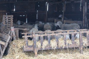 Reportaža iz Mikićeva o stradanju većeg  broja ovaca u seoskom domaćinstvu