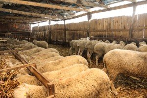 Reportaža iz Mikićeva o stradanju većeg  broja ovaca u seoskom domaćinstvu