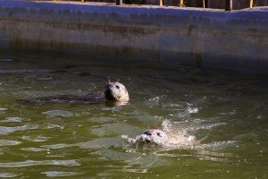 Obilazak stanovnika Zoo vrta na Paliću