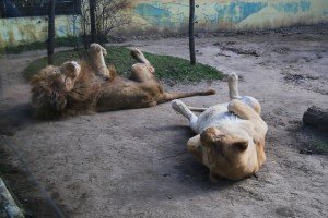 Obilazak stanovnika Zoo vrta na Paliću