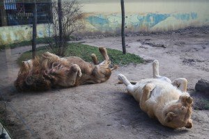 Obilazak stanovnika Zoo vrta na Paliću