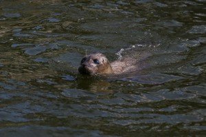 Obilazak stanovnika Zoo vrta na Paliću