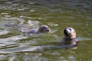 Obilazak stanovnika Zoo vrta na Paliću