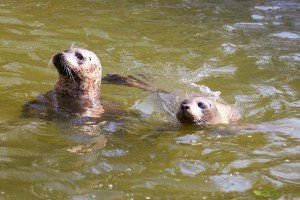 Obilazak stanovnika Zoo vrta na Paliću
