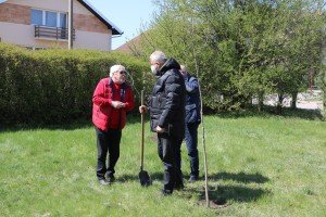 Sadnja mladica drveća u dvorištu vrtića "Hajdi"