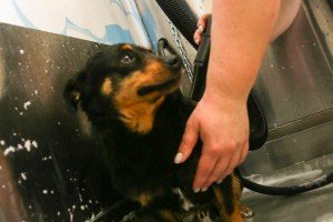 Samouslužno kupanje pasa "Svet pasa"