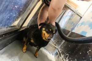 Samouslužno kupanje pasa "Svet pasa"