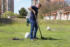 Akcija sadnje stabala crnog bora, breze i lipe