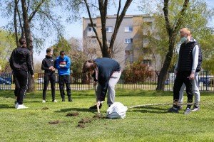 Akcija sadnje stabala crnog bora, breze i lipe