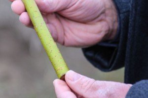 Obilazak Regionalne deponije