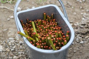 Obilazak Regionalne deponije