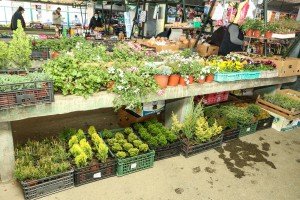 Mlečna pijaca sredom