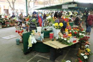 Mlečna pijaca sredom