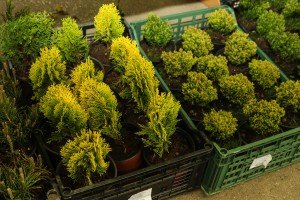 Mlečna pijaca sredom