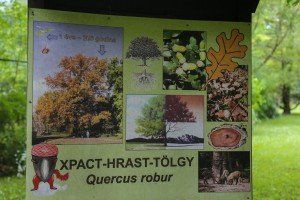 Hrast lužnjak star 300 godina