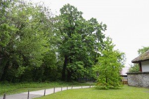 Hrast lužnjak star 300 godina