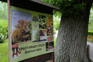 Hrast lužnjak star 300 godina