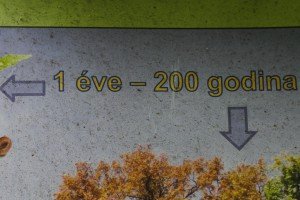 Hrast lužnjak star 300 godina