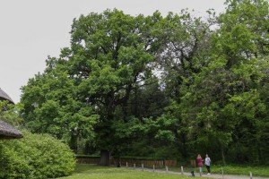 Hrast lužnjak star 300 godina