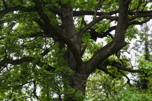 Hrast lužnjak star 300 godina