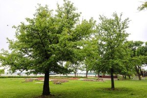 Prezentacija rezultata istraživanja o uzrocima sezonskog uginuća ribe u Palićkom jezeru