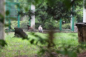 Puštanje orla belorepana u prirodno stanište