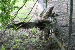 Puštanje orla belorepana u prirodno stanište