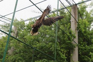 Puštanje orla belorepana u prirodno stanište