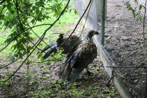 Puštanje orla belorepana u prirodno stanište