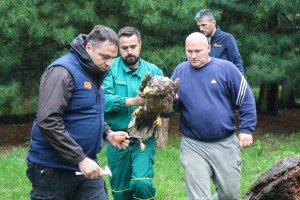 Puštanje orla belorepana u prirodno stanište