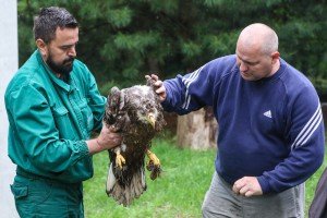 Puštanje orla belorepana u prirodno stanište