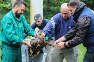 Puštanje orla belorepana u prirodno stanište