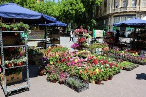 Otvaranje Cvetne pijace
