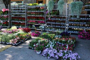 Otvaranje Cvetne pijace