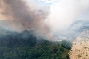 Požar u Radanovačkoj šumi