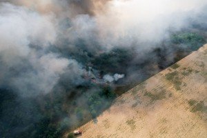 Požar u Radanovačkoj šumi