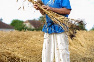 Takmičenje risara u Đurđinu