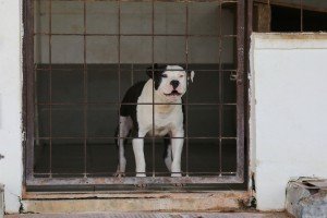 Poseta Prihvatilištu za napuštene pse i mačke