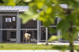 Poseta Prihvatilištu za napuštene pse i mačke