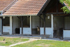 Poseta Prihvatilištu za napuštene pse i mačke