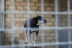 Poseta Prihvatilištu za napuštene pse i mačke