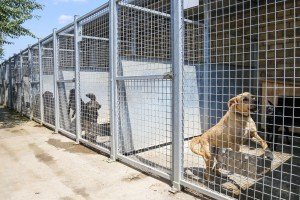 Poseta Prihvatilištu za napuštene pse i mačke