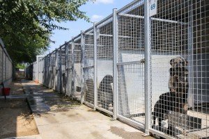 Poseta Prihvatilištu za napuštene pse i mačke