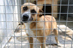 Poseta Prihvatilištu za napuštene pse i mačke