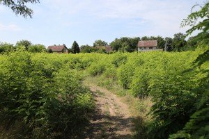 Komunalni problemi u ulici Đeri Ferenca na Makovoj sedmici