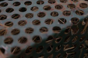 Premeštanje tekunica (vrsta veverice) u zaštićeno područje Subotičke peščare